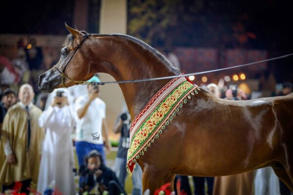 Dubai for Horse Racing in Arab Horse Competitions | Ours Abroad News